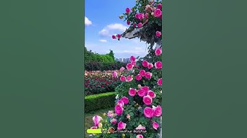 ربنا ولا تحملنا مالا طاقة لنا به #عبدالباسط #عبدالصمد #قران_كريم #تلاوات #تلاوة_خاشعة #طبيعة #nature