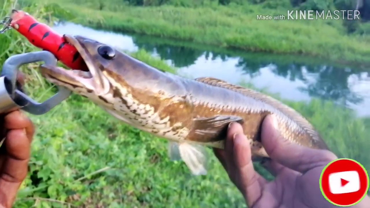 Ikan haruan/gabus suka sekali dengan umpan ini_casting ikan haruan