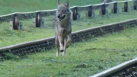 Wilk spotkany przy pochylni Kąty na Kanale Elbląskim - lato 2022 r.