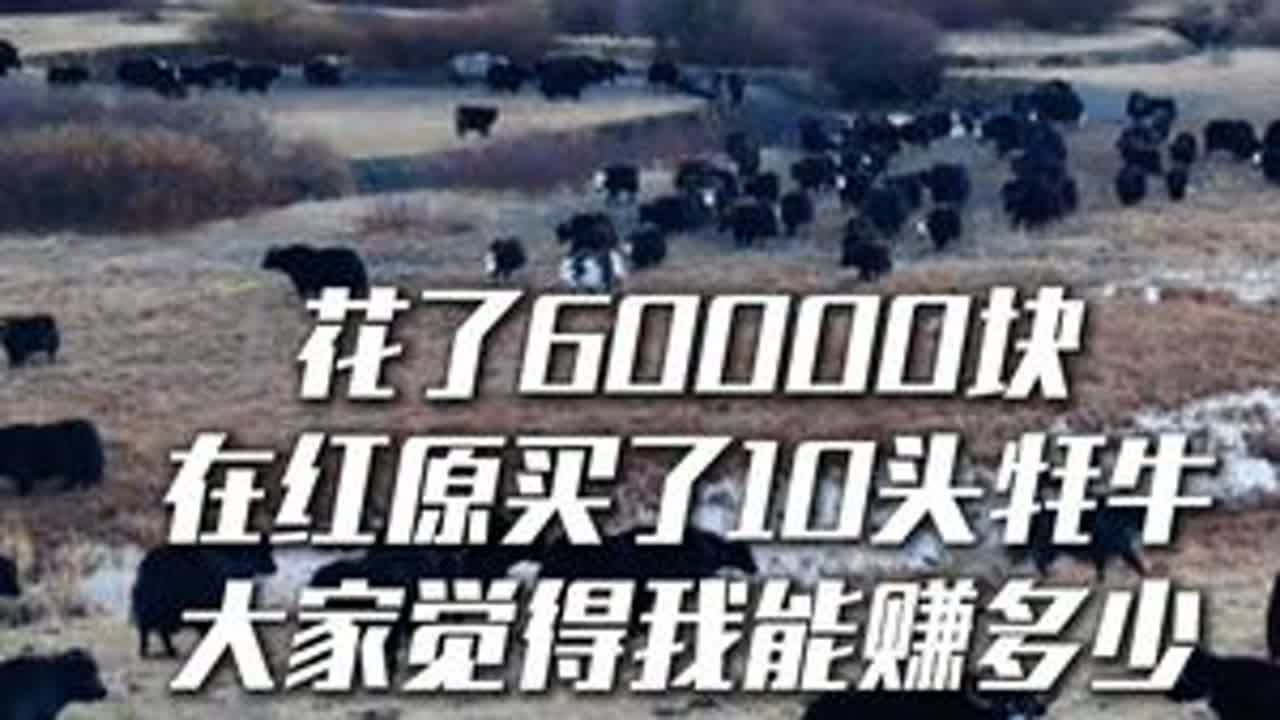 花了60000块，在红原买了10头牦牛 这一票干得有点大，希望能大赚
