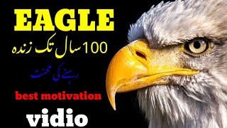 Best motivation vidio of eagle focus motivation inspiration urdu hindi