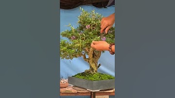 Tới thời kì cách tỉa cho cụ linh sam