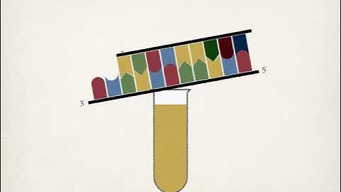 The Sanger Method of DNA Sequencing