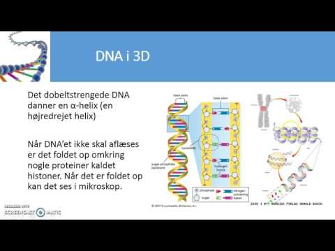Video: DNA-replikation Og Reparationskinetik Af Genomiske Gentagne Elementer Fra Alu, LINE-1 Og Satellit III