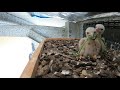 Kestrel Chicks Day 13   24th December 2020