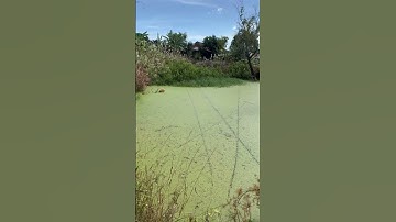 #shorts trình tày vlog câu lure cá lóc câu cá giải trí #42 #fishing #cauca #vlog