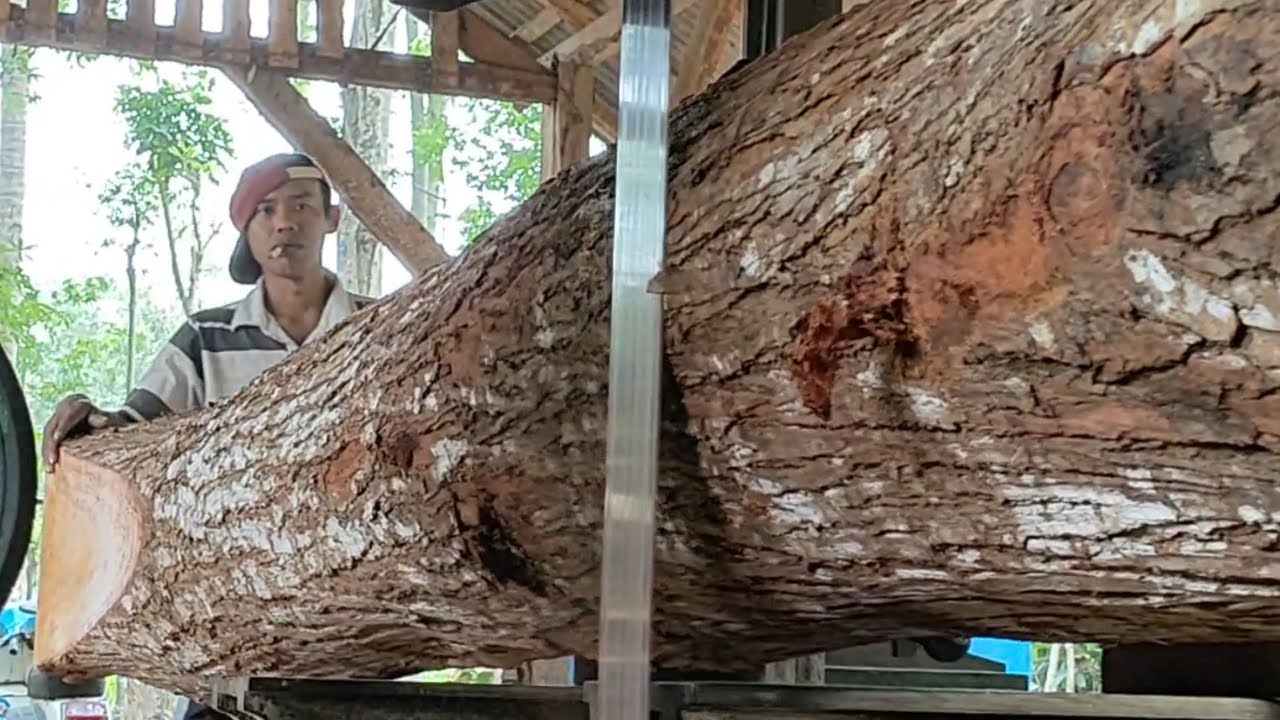 the process of sawing large mahogany logs belongs to the truck sultan ...