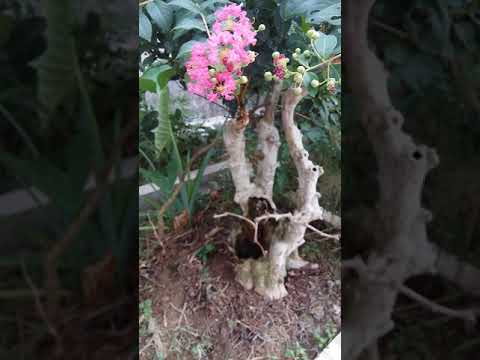 Video Tường vi ghép bằng lăng khủng đã ra hoa - youtube