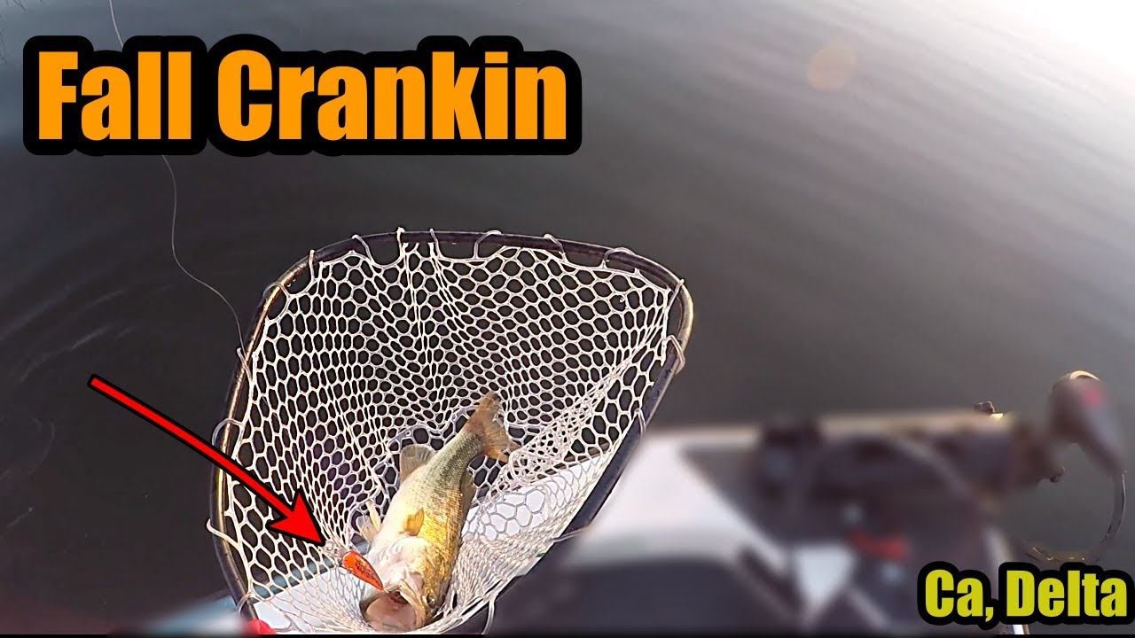 Bass Fishing Ca, Delta (craw colored crankbaits)