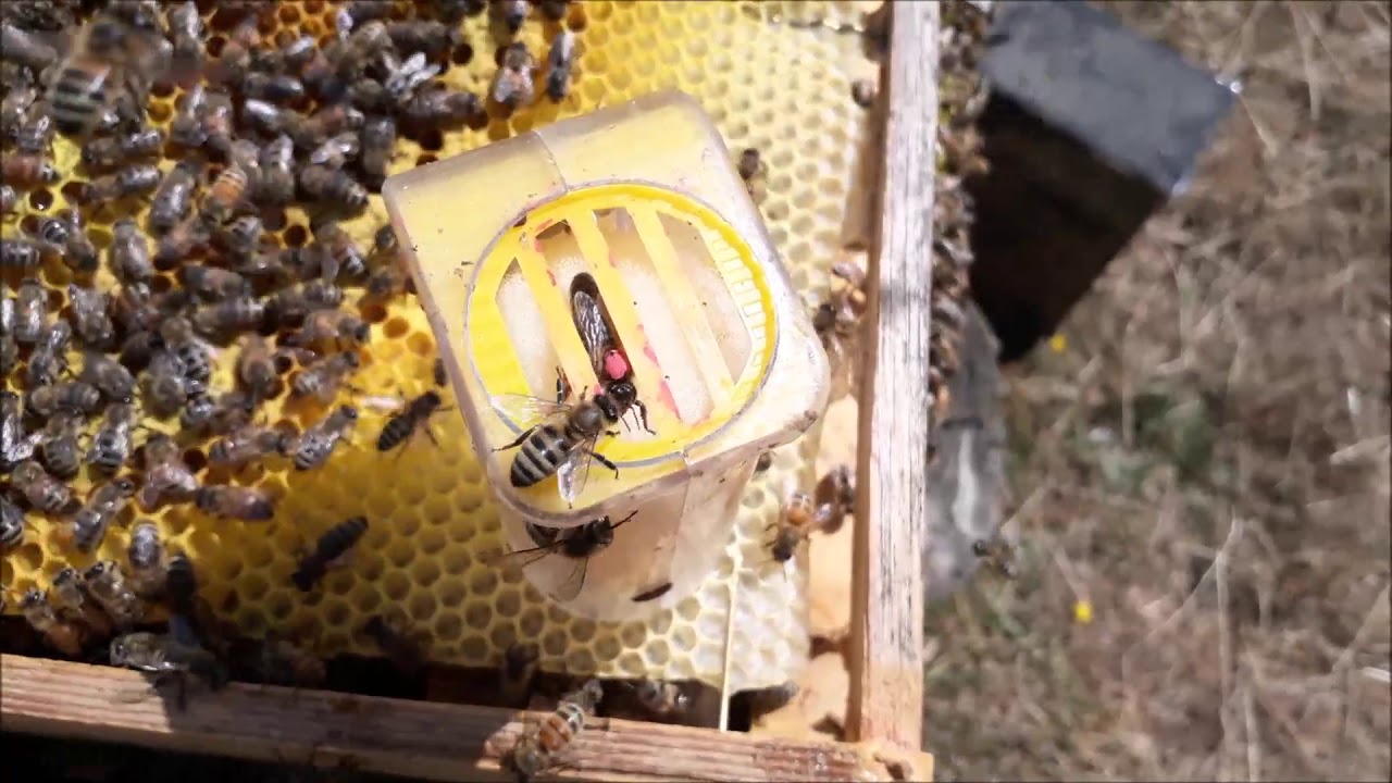 Beautiful New Carniolan Queen