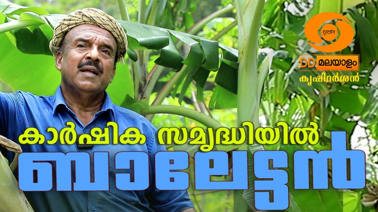 കാർഷികസമൃദ്ധിയിൽ ബാലേട്ടൻ