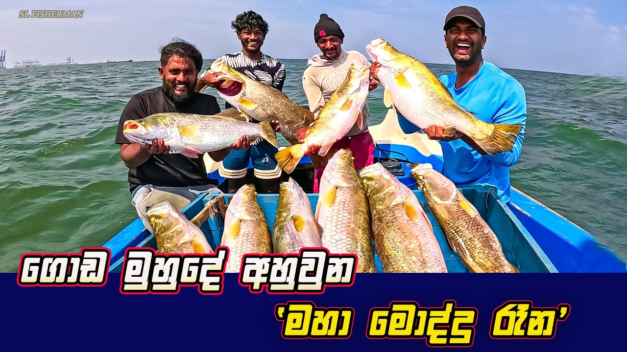 MONSTER Barramundi Fishing In Sri Lanka! | ගොඩ මුහුදේ අහුවුන `මහා මොද්දු රෑන´