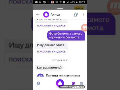 автоматический определитель номера с алисой. номер настоящей алисы. алиса звонит. номер телефона алисы. как алиса отвечает на телефонные звонки.