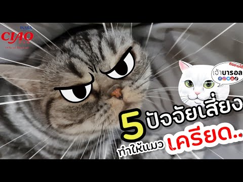 แมวก็เป็นโรคเครียดได้นะ!! มีวิธีป้องกันยังไงบ้าง??