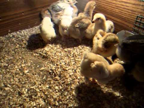 video phone beyonce mp3 BRAHMA CHICKS