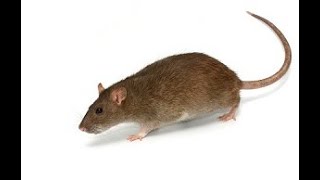 Rodent Exterminator Katy Tx - 832-301-8398