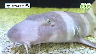 「【大阪ECOの動物たち】海の生きもの」の動画サムネイル