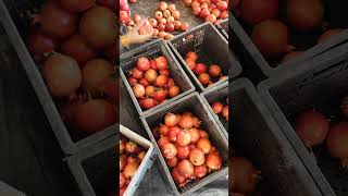 Export Fruit & Flowers