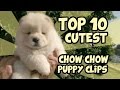 TOP 10 CUTEST CHOW CHOW PUPPY VIDEOS OF ALL TIME