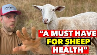 SHEEP NEED THESE MINERALS (OR THEY’LL DIE)