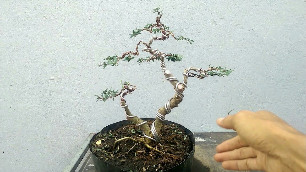 Cây Linh Sam Bonsai