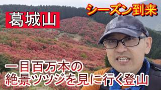 葛城山の満開「ツツジ」を見に、ちょっと金剛山を経由してみたらとんでもない事態となり、心が折れた