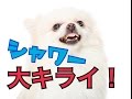 顔のシャワーを嫌がる犬の洗い方  [How to wash dogs who do not like face shower]