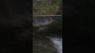 Крупная дикая форель.#shorts
