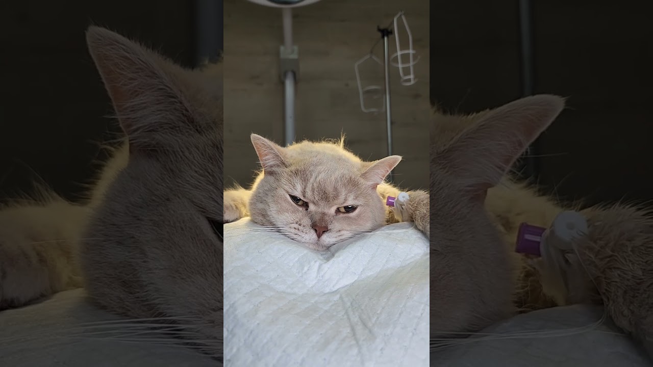 історії ветеринара 