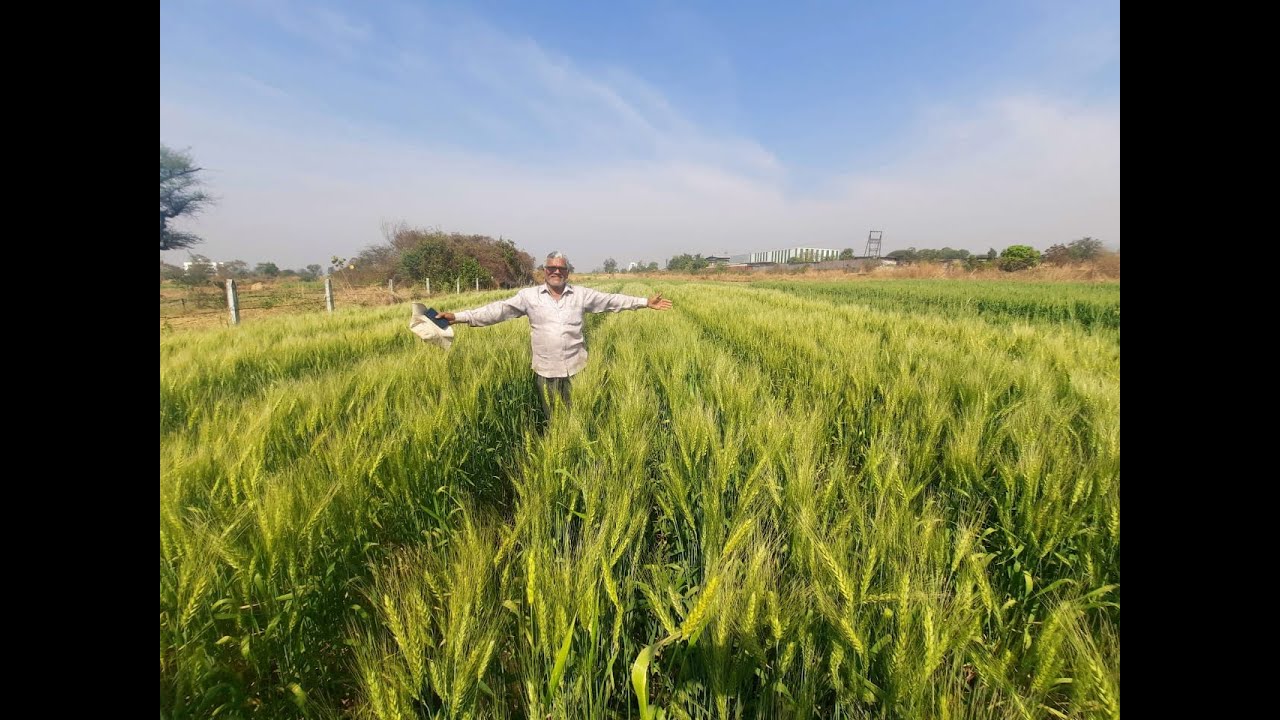 पारंपारिक गहू आणि SRT शून्य मशागतीचा गहू - फरक पहाच ! श्री रमेश धाडवे-पाटील, भोर, पुणे यांचे मनोगत