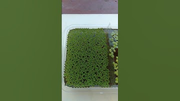 Azolla vs Duckweed | See how fast Azolla and Giant Duckweed multiplies #shorts