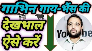 Pregnant Cow  Buffalo  ki Dhekhbal kase kare|| गाभिन गाय भैंस की देखभाल कैसे करें!