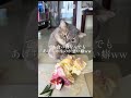 15kgの猫これしてたら婆ちゃんもそりゃ元気よwww