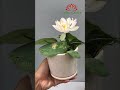 2 of my favorite table lotus pots | grow lotus at home | #shorts