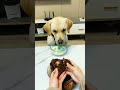 I was so angry 😡🍗🐕 #dilicious #chicken #food #animals #dog #pets #funny #love #fun #funnyvideo