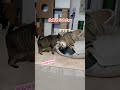 猫を仕留めにかかる猫。#cat #shorts