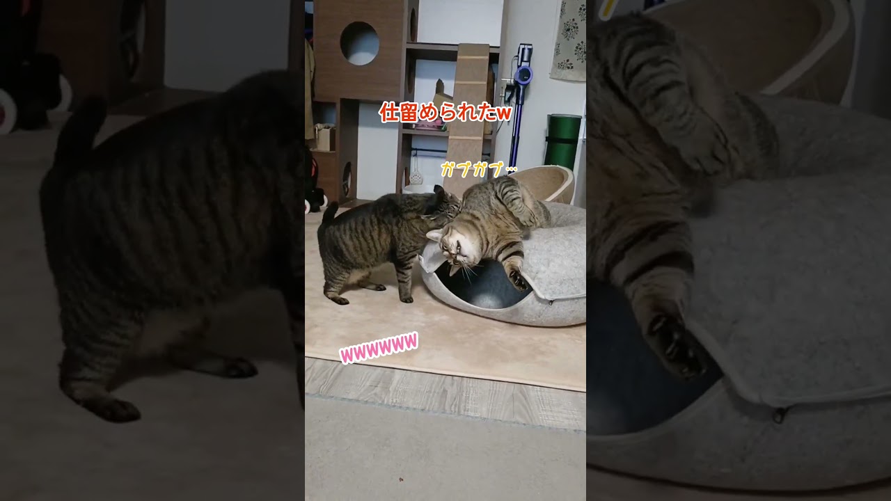 猫を仕留めにかかる猫。#cat #shorts
