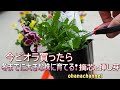 【ガーデンルーティン★ショート】今ビオラ買ったら、冬までにしっかりした株に育てる！摘芯と挿し芽🌱Grow well by winter!! Viola pinch & Cuttings🌱✂