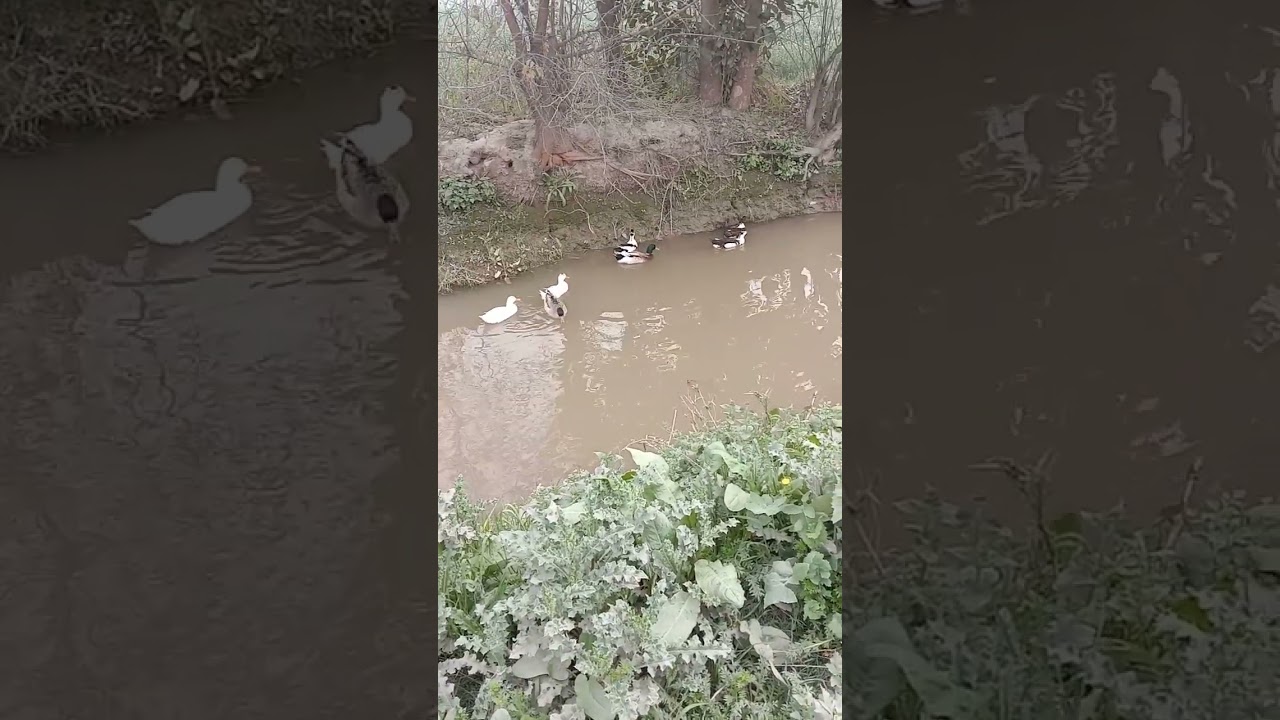 duck drinking water from mini canal