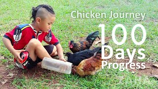 Chicken Journey 2022 | part 2. 100 Days Progress (Chicken growth by day)