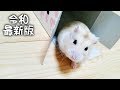 【ハムスターの飼い方】なつくための選び方、買い方、お迎えの仕方【令和最新版】
