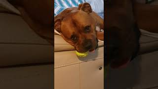 Staffy Sweet Dreams.