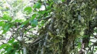 - superorganism.mpg