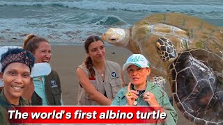 Escorting dozens of baby turtles back to their habitat