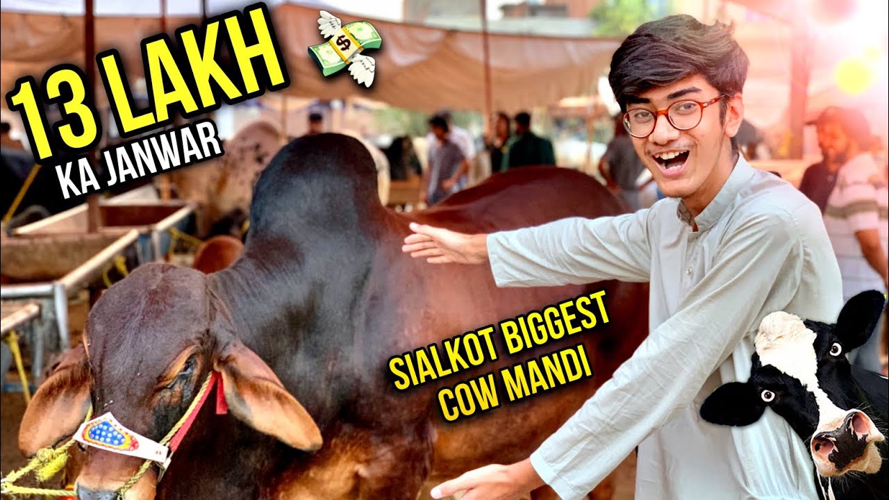 Don't Believe the Price of Cows in Sialkot Mandi This Eid ul Adha!