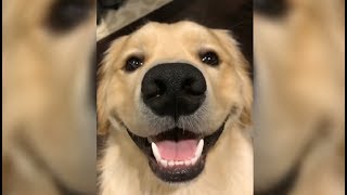 Cute Dog Gives A Priceless Smile