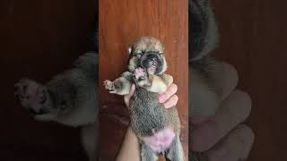 Download Lagu nana puppies #shibainu MP3