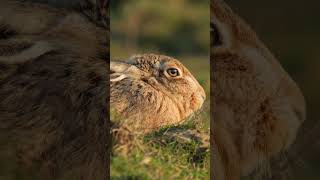 Hare