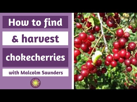 Chokecherries: How to find, harvest & prepare