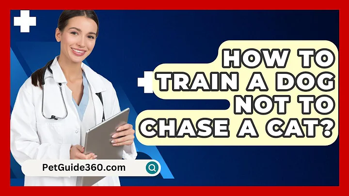 How To Train A Dog Not To Chase A Cat? - PetGuide360.com